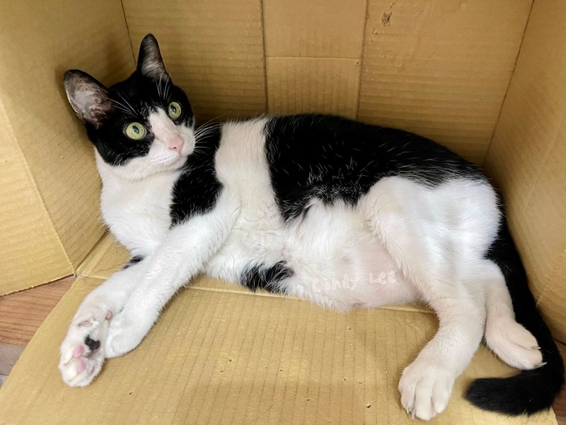 女人知己試用大隊,口碑行銷,部落客行銷,PurreLand 倍淨豆腐貓砂,好市多購買,COSTCO購買,豆腐貓砂,PurreLand倍淨,低粉塵,易清理,可沖馬桶,提供絕佳的除臭與凝結力,豆腐貓砂評價,貓砂評價,使用心得,貓砂分享,好用,原味,綠茶,豆腐砂,水量需完全覆蓋貓砂,水量需貓砂的2~3倍以上,豆腐砂評價,高CP值,划算